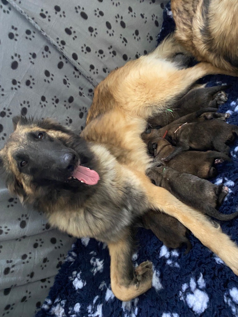 chiot Berger Belge De L'Empire Des Loups Celtes