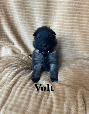 Volt