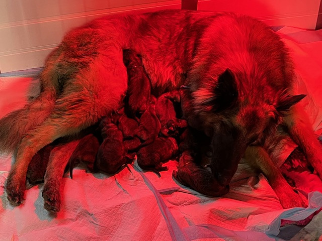 Chiot Berger Belge De L'Empire Des Loups Celtes