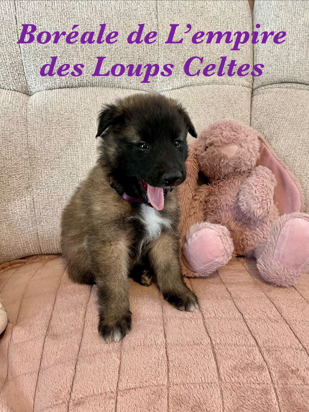 De L'Empire Des Loups Celtes - Chiots disponibles - Berger Belge