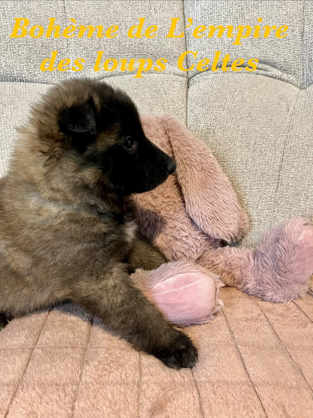 De L'Empire Des Loups Celtes - Chiots disponibles - Berger Belge
