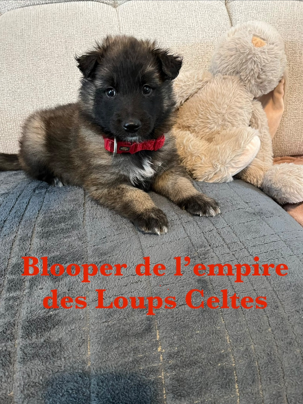 De L'Empire Des Loups Celtes - Chiots disponibles - Berger Belge