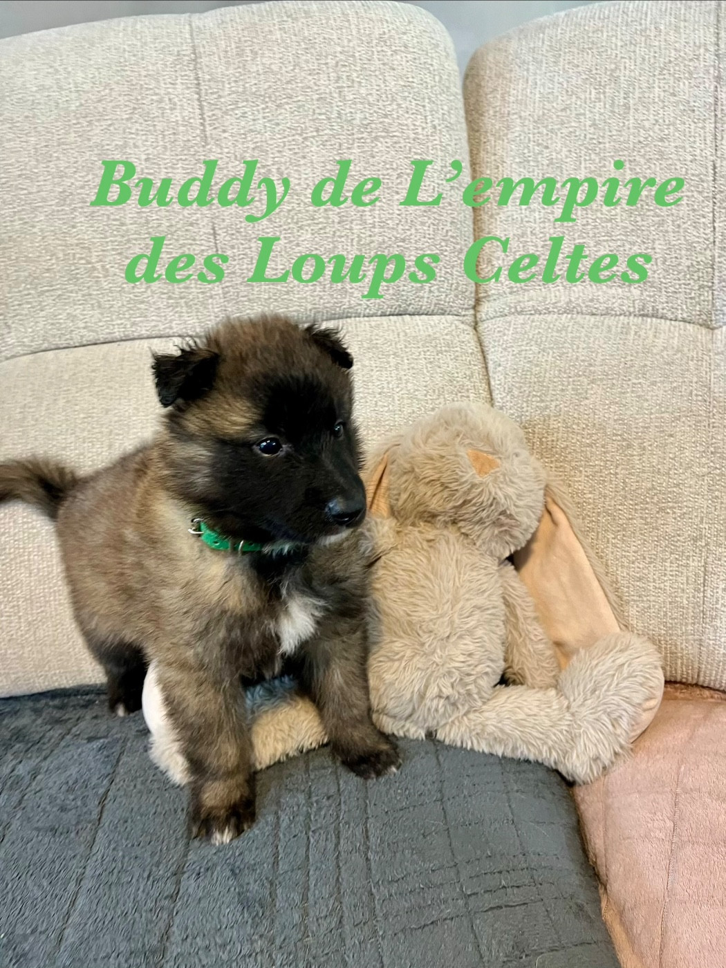De L'Empire Des Loups Celtes - Chiots disponibles - Berger Belge