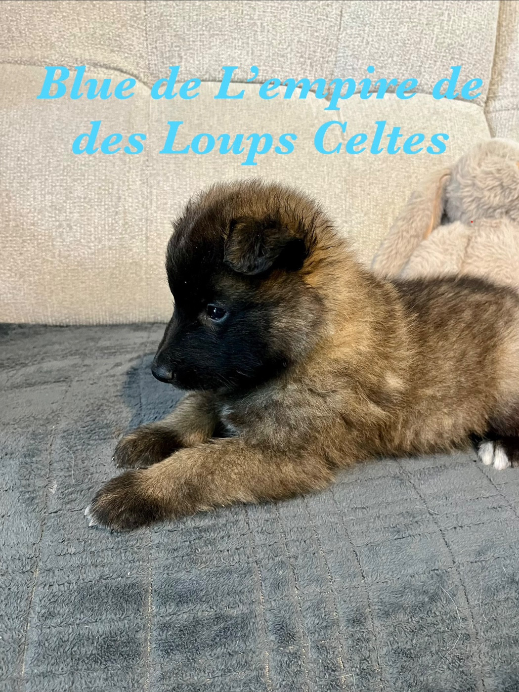 De L'Empire Des Loups Celtes - Chiots disponibles - Berger Belge