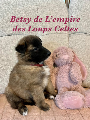 Betsy de l empire des loups celtes