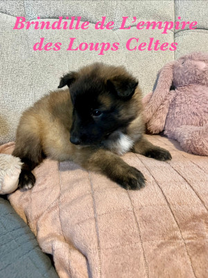 Bali de l empire des loups celtes