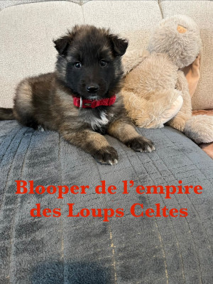 Boomer de l empire des loups celtes
