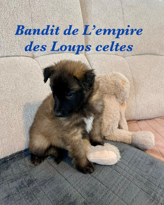 Benji de l empire des loups celtes