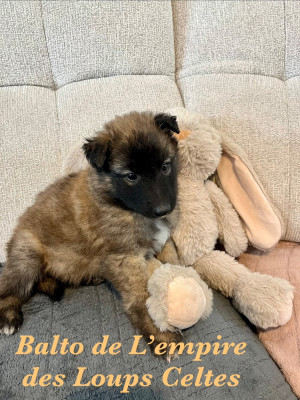 Balto de l empire des loups celtes