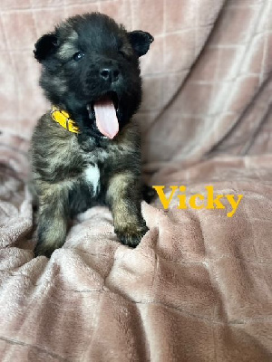 Vicky