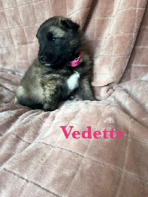 Vedette